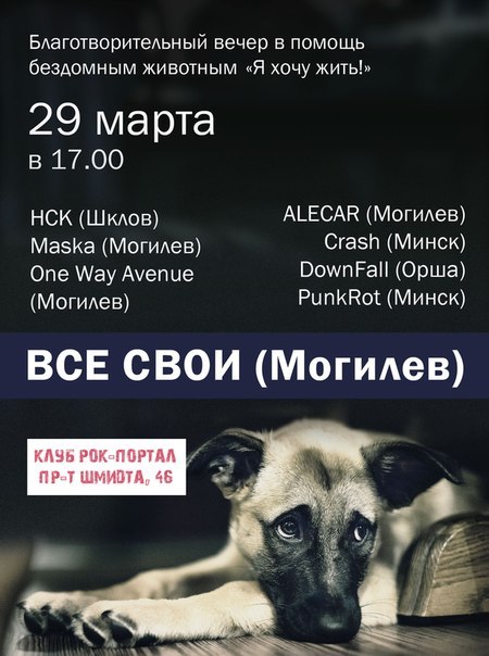 Рок-концерт в поддержку бездомных животных пройдёт в Могилёве