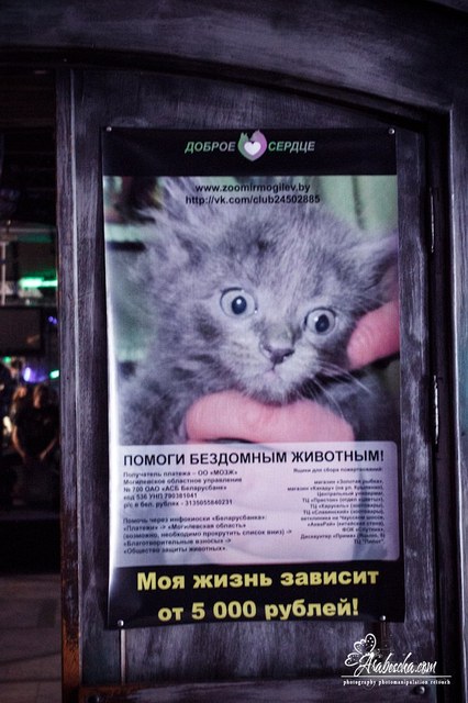 Рок-концерт в поддержку животных: Могилёв оказался не совсем готовым к благотворительности