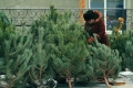 Физлицам в Могилеве запрещено торговать елками и новогодними украшениями