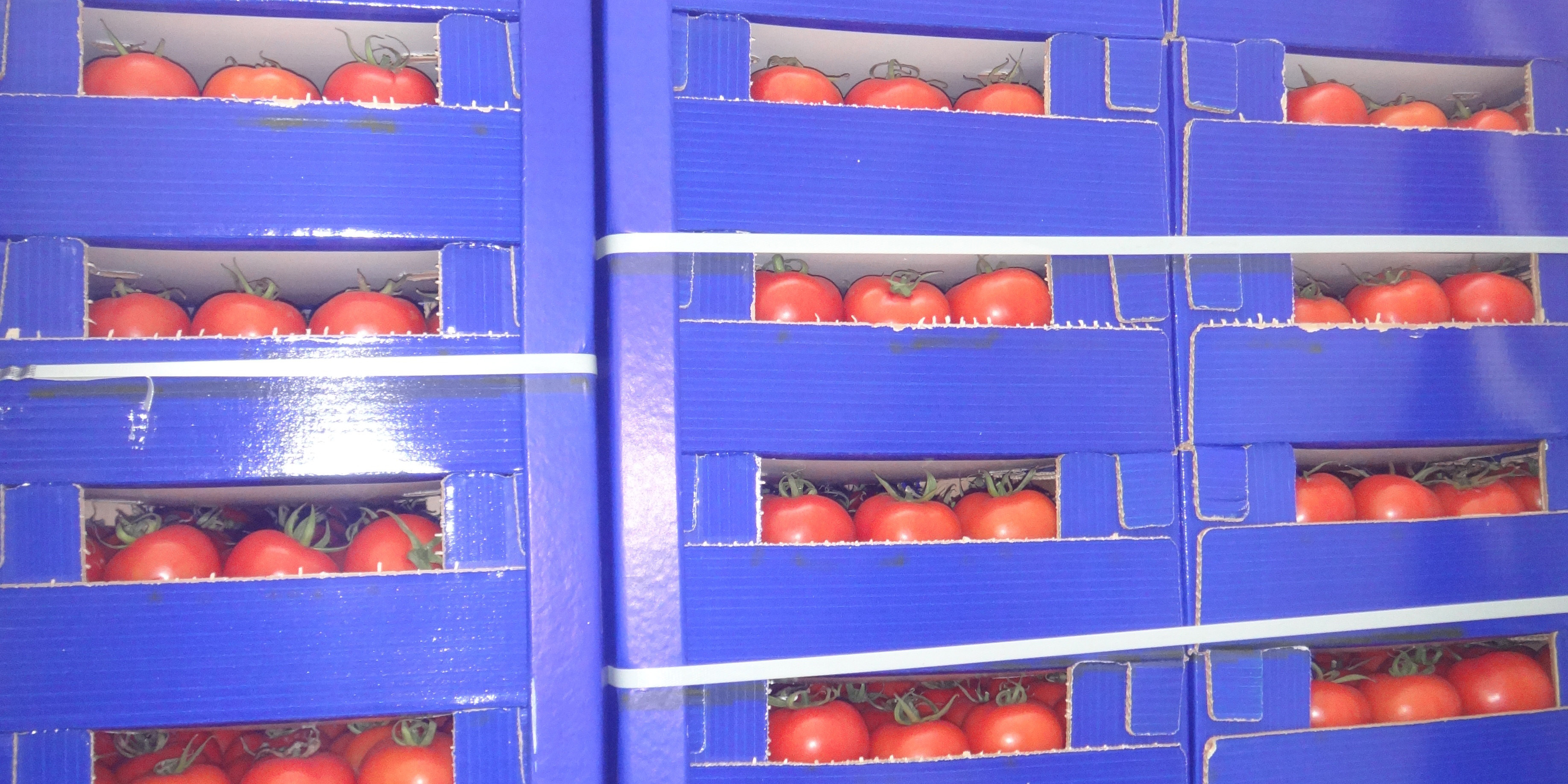 Могилевские таможенники пресекли незаконное перемещение в Россию почти 13 тонн томатов