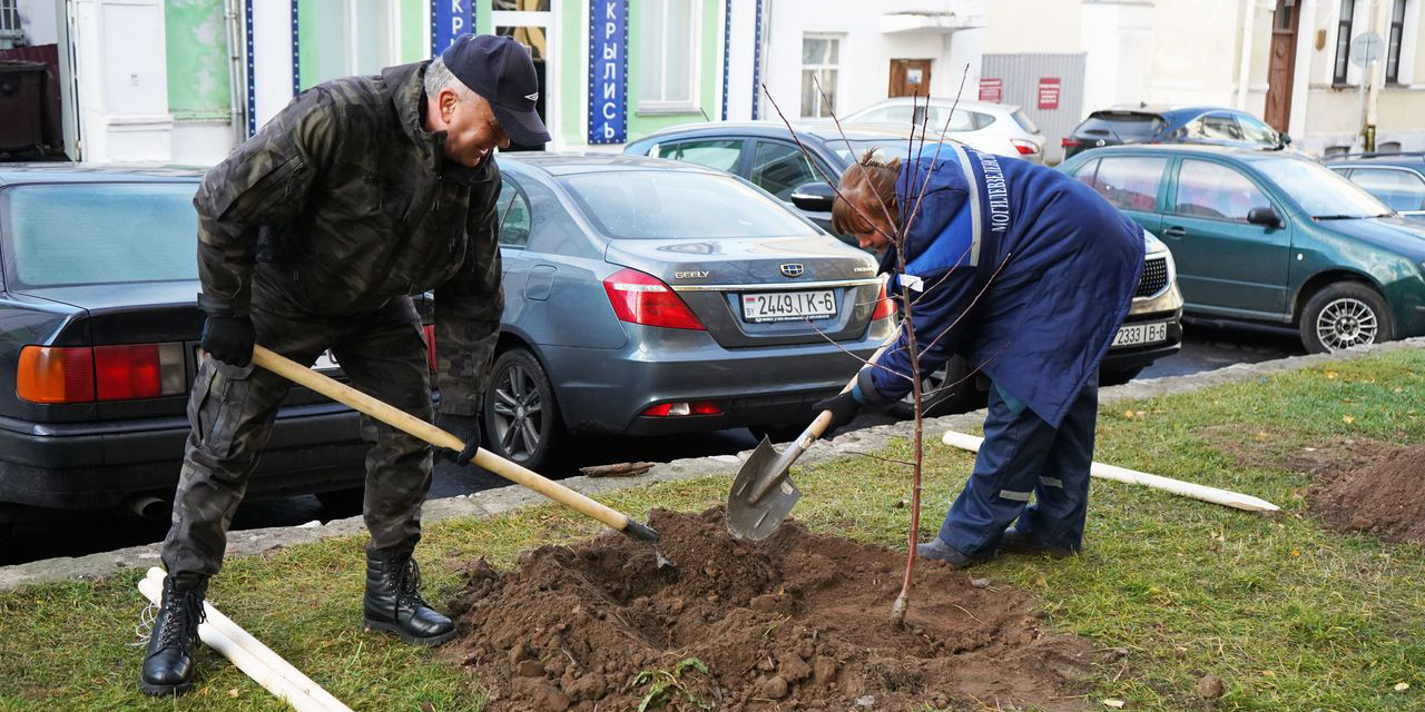 Фруктовые деревья высадили на улице Ленинской в Могилеве во время субботника