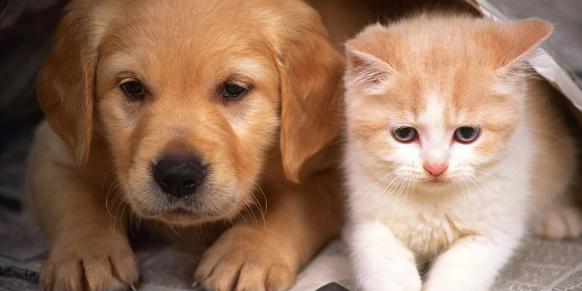 В Беларуси предлагается ввести обязательное чипирование кошек и собак