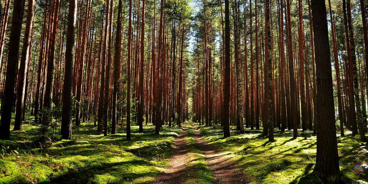 Ограничение на посещение лесов введено в 17 районах Могилевской области