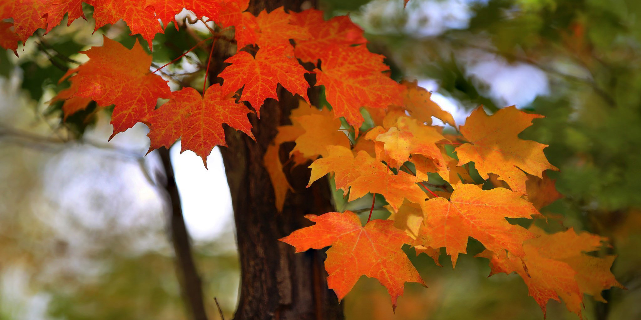 «Осень, осень, ну, давай, у листьев спросим ...»: дождь и порывистый ветер обещают в Могилеве на выходных