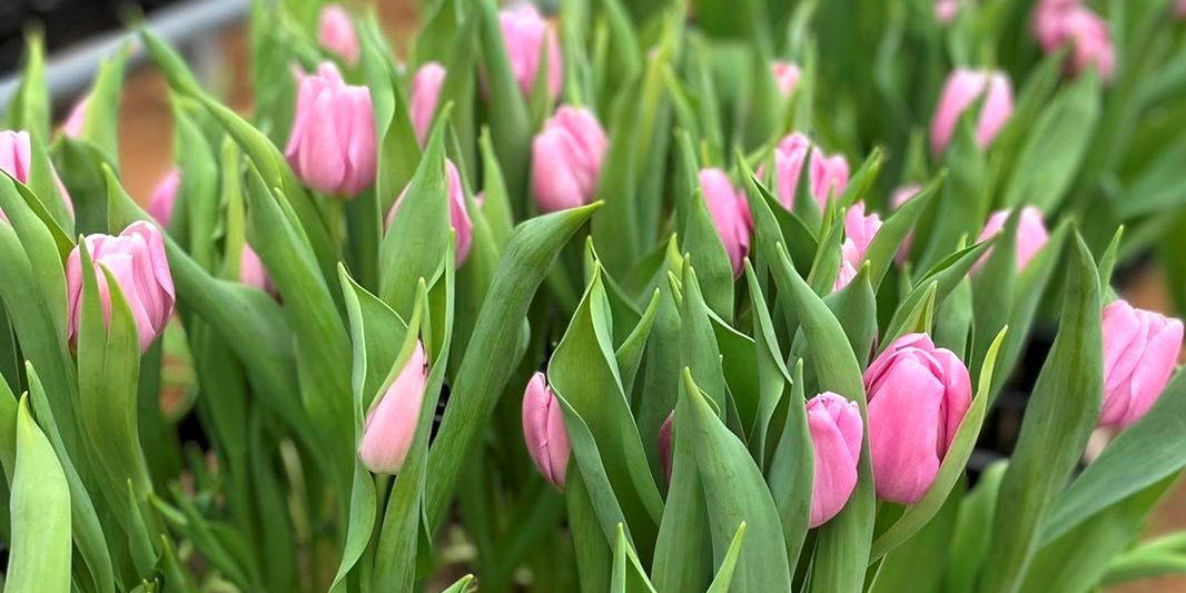 Порядка 5,5 тыс. тюльпанов и 5,3 тыс. роз подготовил «Могилевзеленстрой» к 8 марта