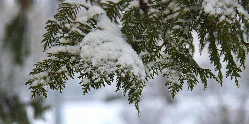 Морозные выходные в Могилеве — прогноз на 3 и 4 декабря