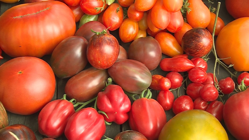 Могилевская область встречает томатный сезон