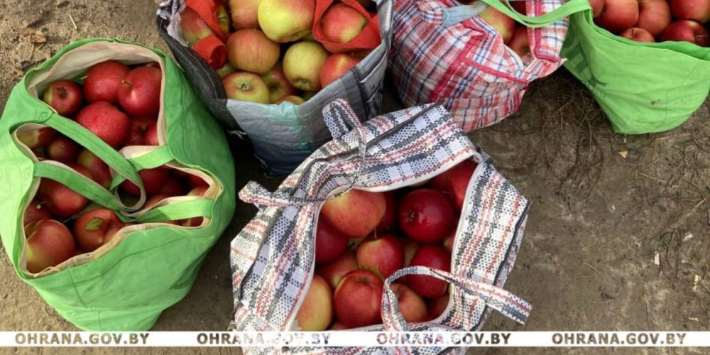 Могилевчанка пыталась похитить более 60 кг яблок