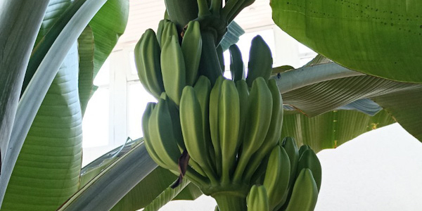 На одном из предприятий Могилевского района вырастили...бананы