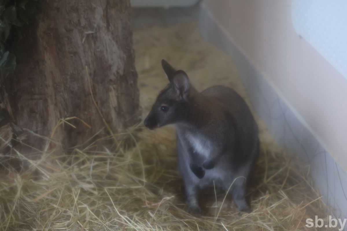Шотландская корова, канадский волк, эму и&nbsp;даже кенгуру: новые виды животных пополнили семейство Могилевского зоосада