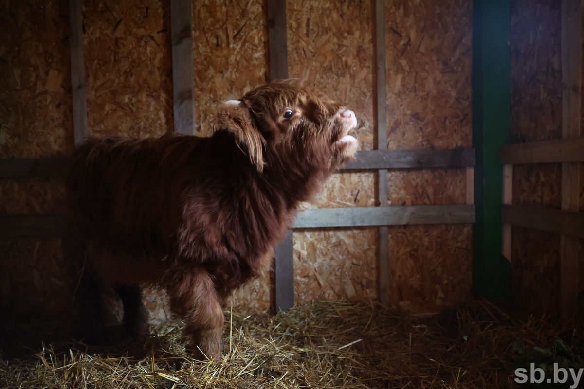 Шотландская корова, канадский волк, эму и&nbsp;даже кенгуру: новые виды животных пополнили семейство Могилевского зоосада