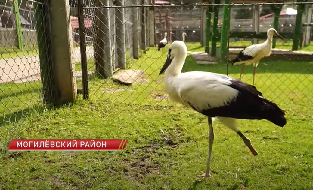 Аистята пострадали  от июльского урагана. Смотрите, как белорусы выхаживают малышей 