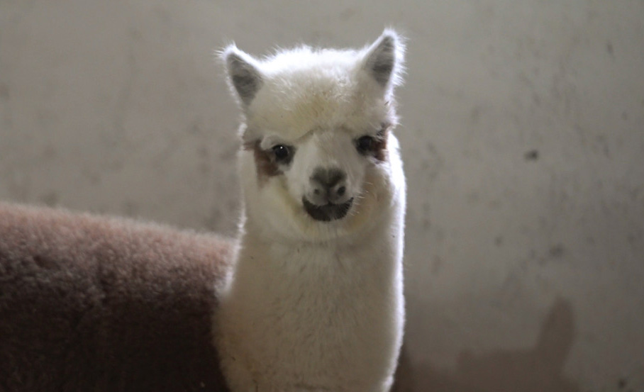 В Могилевском зоосаде появились новые жители