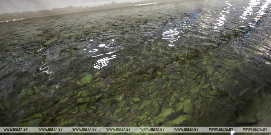 Рыбный холдинг планируют создать в Могилевской области