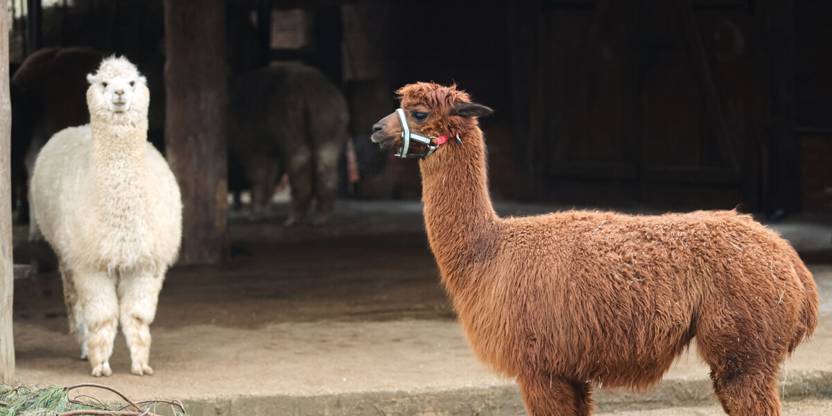 От кроликов до альпаки: в Могилевском зоосаде 1 мая откроется контактный вольер