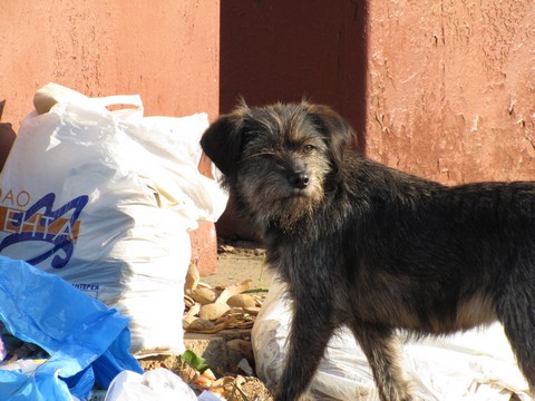 Бездомные животные в Могилёве, кто виноват?