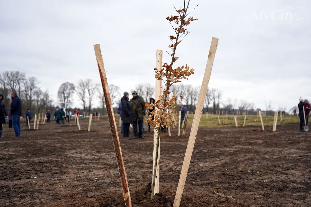 400 деревьев. Городской парк с деревьями. Парк ВДНХ дуб. Дуб в апреле фото. Березы парк Маяк.