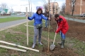 В Могилеве на улице Крупской высадили 80 берез